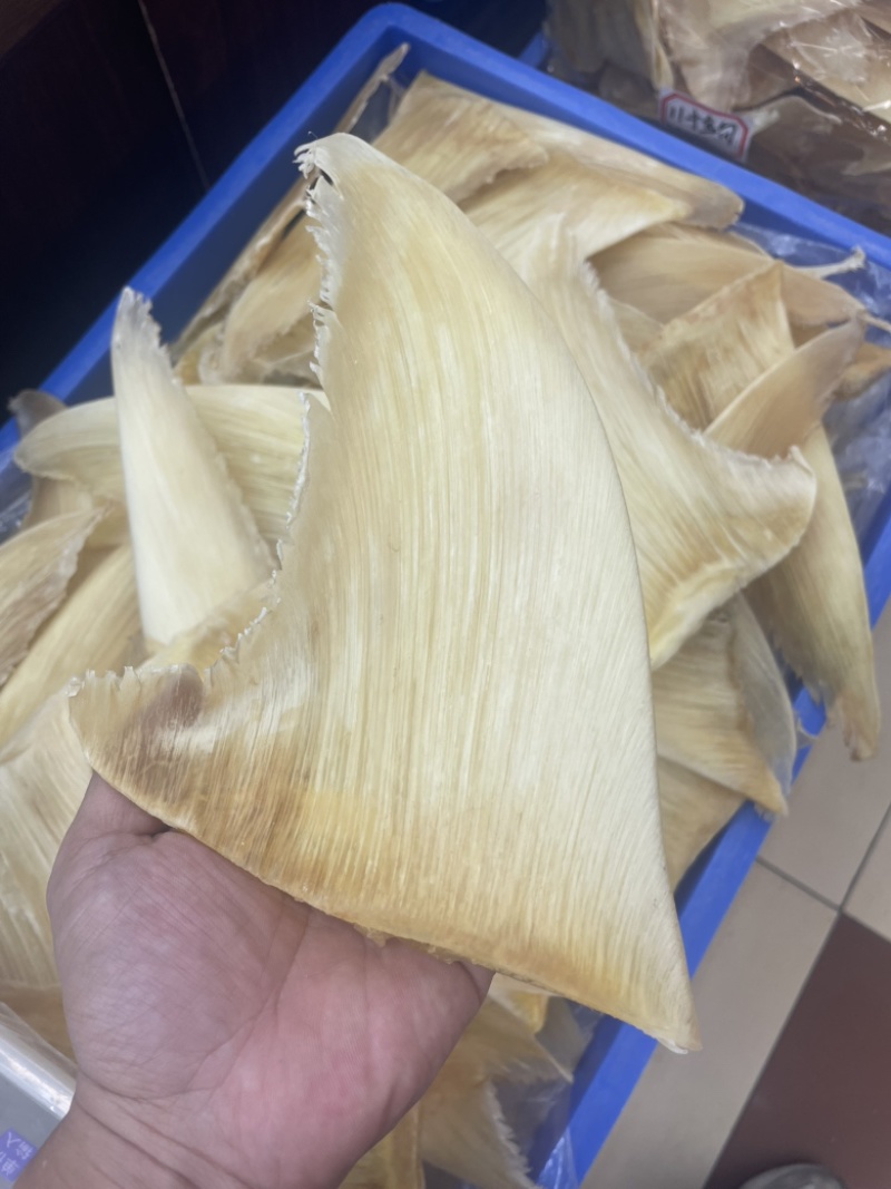 鱼翅，五羊翅，金勾翅牙捡翅茶勾翅青片翅沙青翅