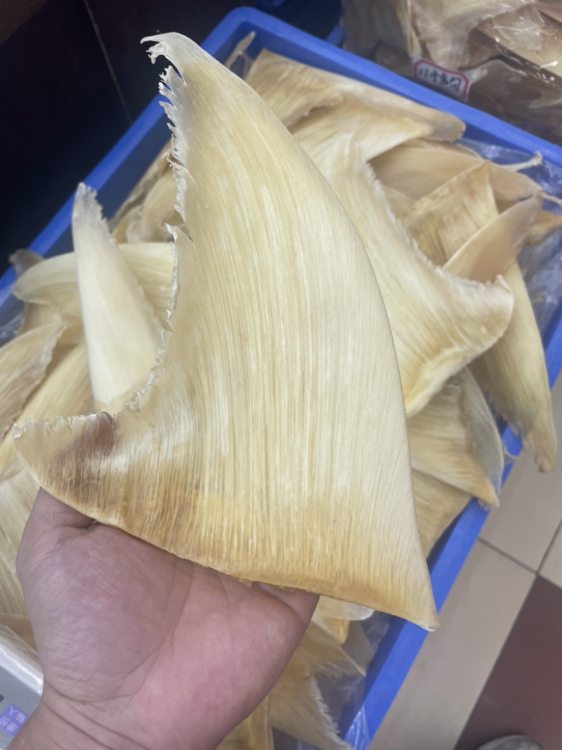 鱼翅，五羊翅，金勾翅牙捡翅茶勾翅青片翅沙青翅