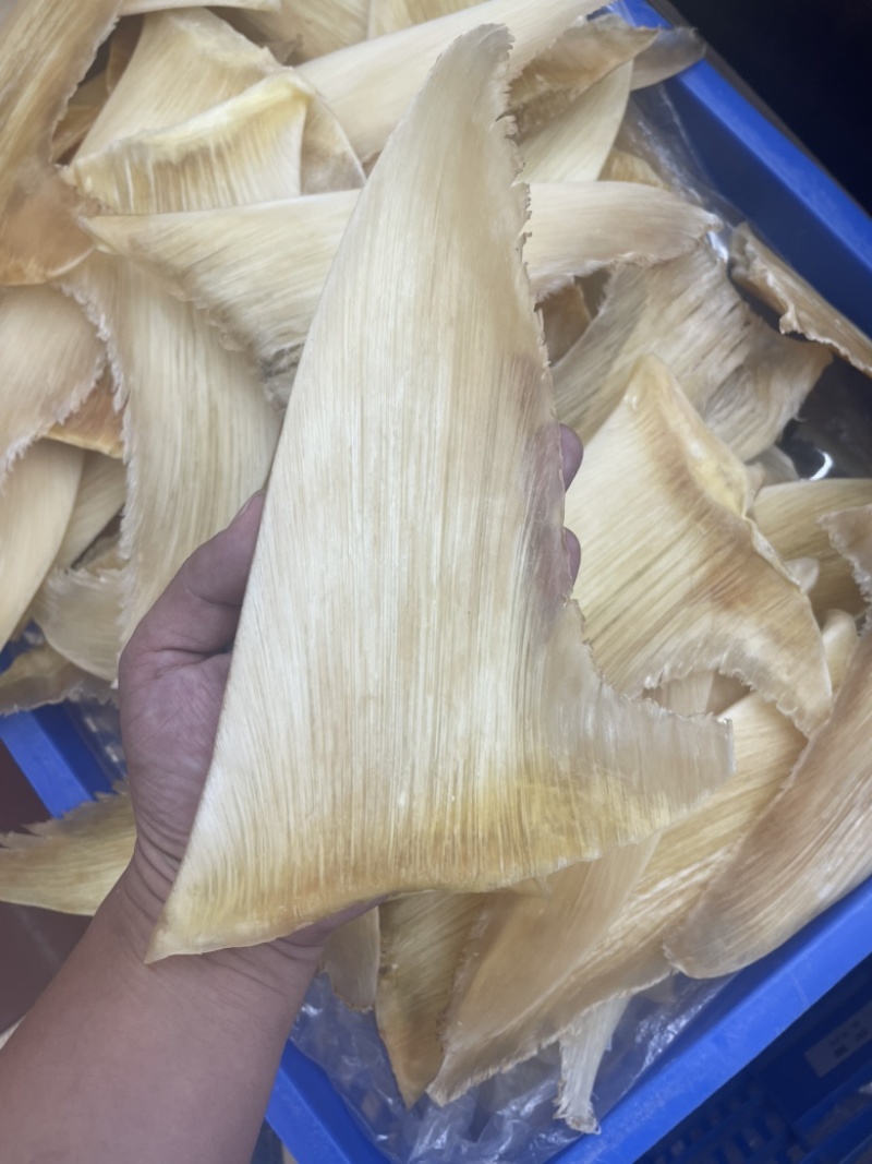 鱼翅，五羊翅，金勾翅牙捡翅茶勾翅青片翅沙青翅