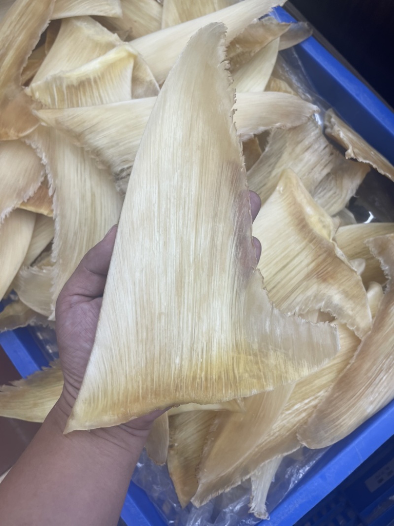 鱼翅，五羊翅，金勾翅牙捡翅茶勾翅青片翅沙青翅