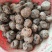 特早大量马蹄荸荠供应全国！精选货源！包甜化渣！不满意包退