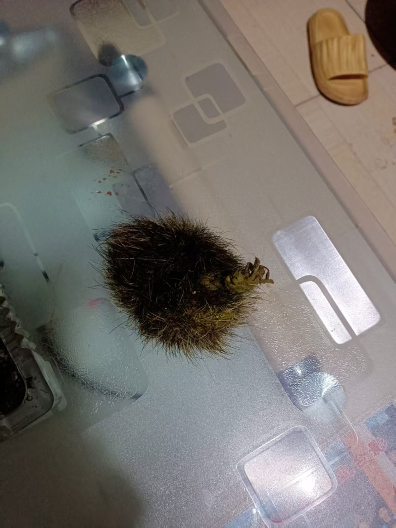 猪宝