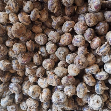 万亩新精品现挖马蹄荸荠发全国！包甜化渣！不满意包退