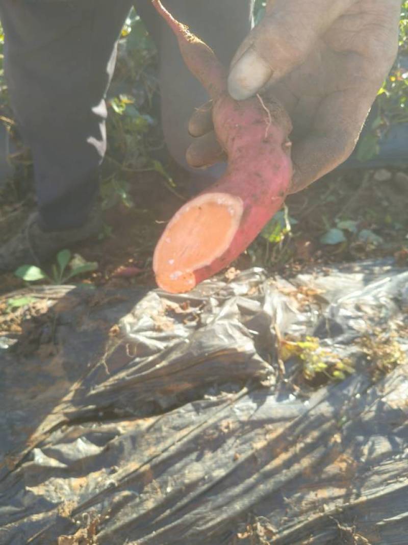 大量西瓜红薯