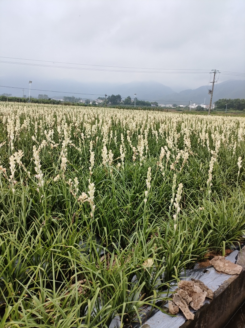 感