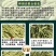 金银花头茬花颜色好质量保证诚信经营批发零售各种花