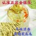金银花头茬花颜色好质量保证诚信经营批发零售各种花