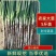 铁杆大葱/基地直发/大量有货/欢迎选购