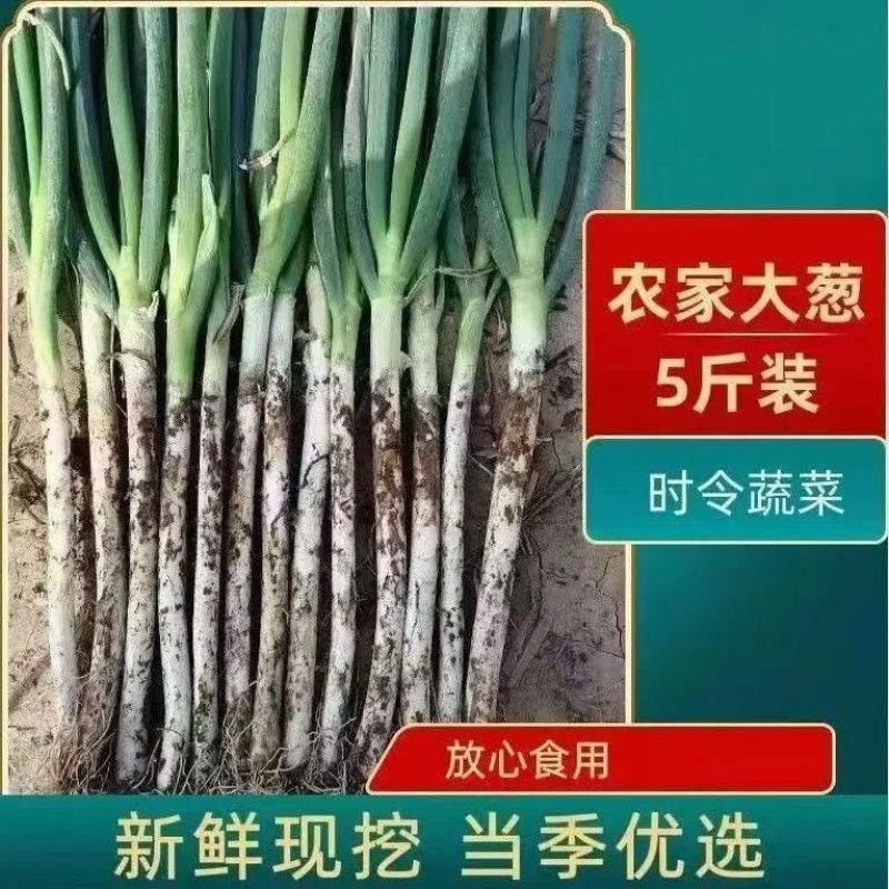 铁杆大葱/基地直发/大量有货/欢迎选购