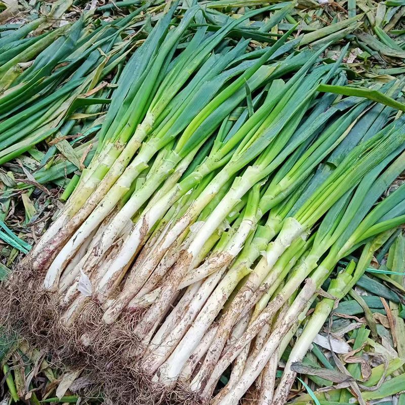 铁杆大葱/基地直发/大量有货/欢迎选购