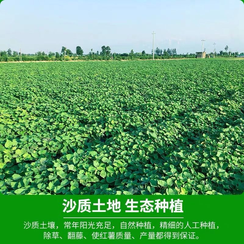 陕西咸阳板栗红薯/蜜薯/红薯/基地直发/当天发货