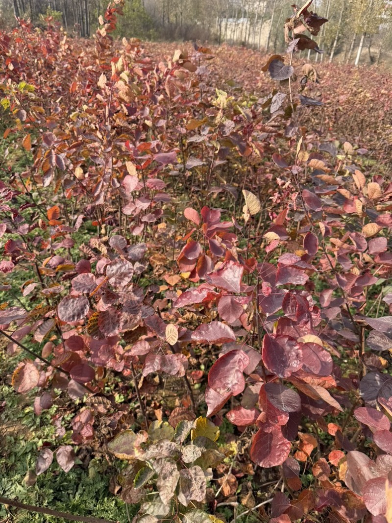 黄栌容器苗杯苗地径0.8高度30-150