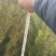 侧柏容器苗杯苗高度50cm-150cm