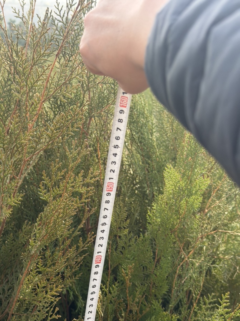 侧柏容器苗杯苗高度50cm-150cm