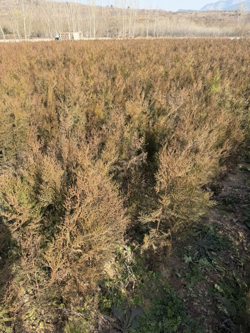 侧柏容器苗杯苗高度50cm-150cm
