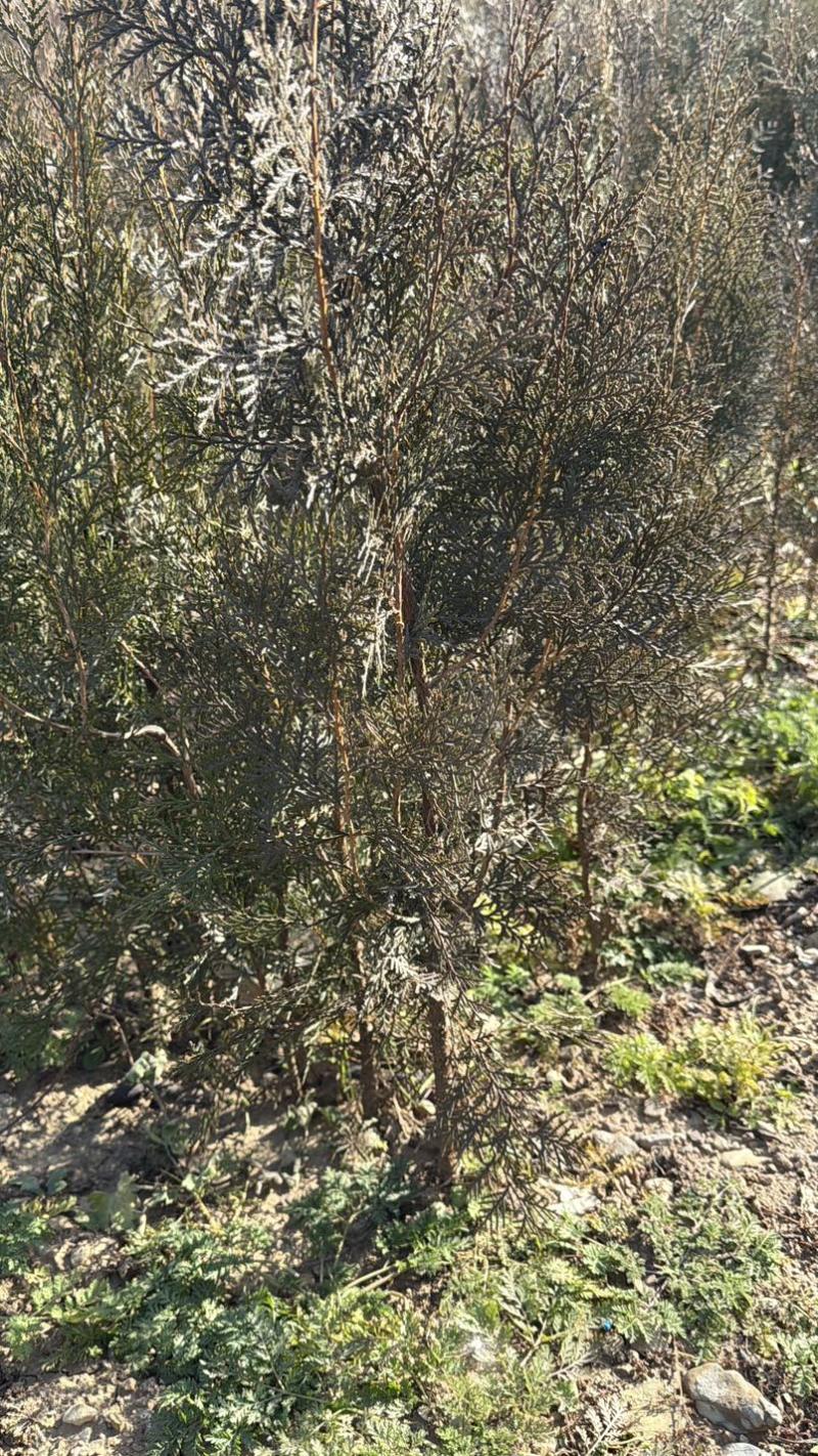侧柏容器苗杯苗高度50cm-150cm