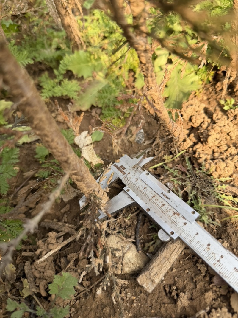 侧柏容器苗杯苗高度50cm-150cm