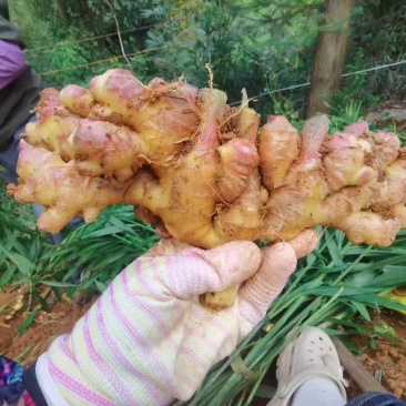 新鲜小黄姜