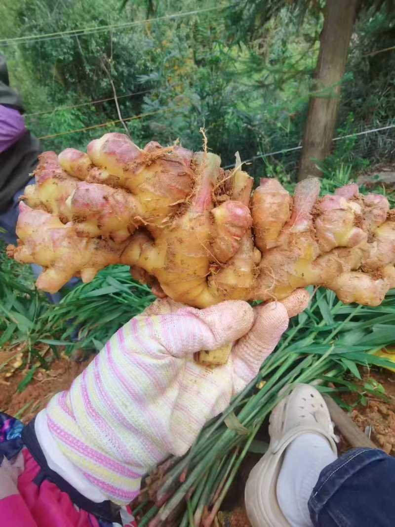 新鲜小黄姜