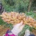 新鲜小黄姜