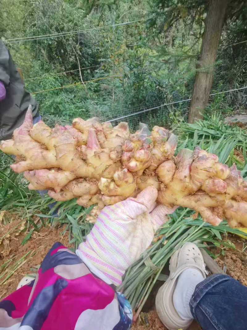 新鲜小黄姜