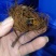 基地竹笋虫批发200斤起。甲壳虫，虫茧批发200只起。