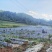 中国台湾.台农57号地瓜产地直发一手货源品质保障全国发