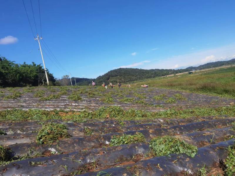 中国台湾.台农57号地瓜产地直发一手货源品质保障全国发