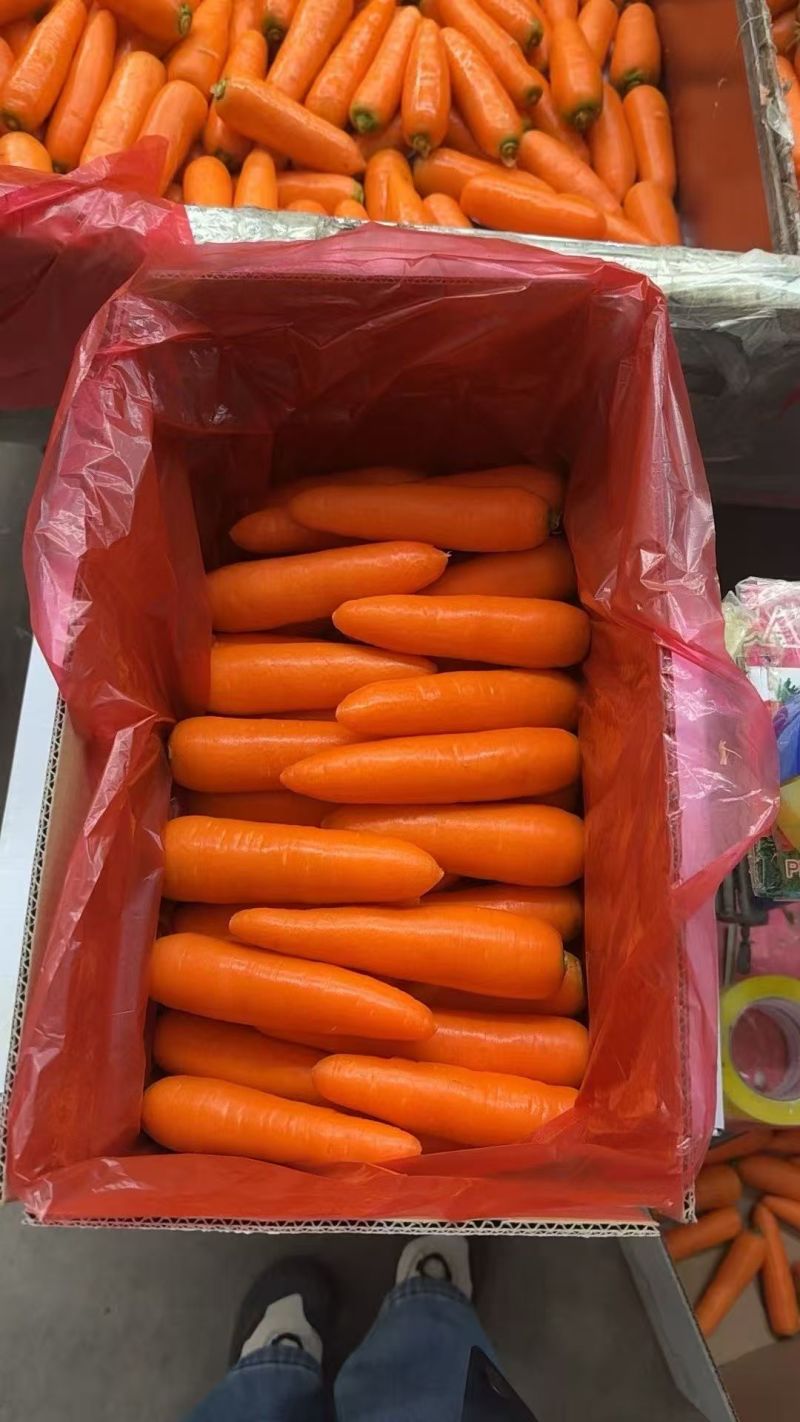 胡萝卜出口品质精品商超市场批发中条小条土货新苗产地直供