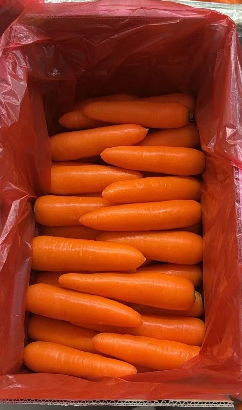 胡萝卜出口品质精品商超市场批发中条小条土货新苗产地直供
