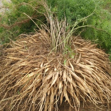 内江本地天冬