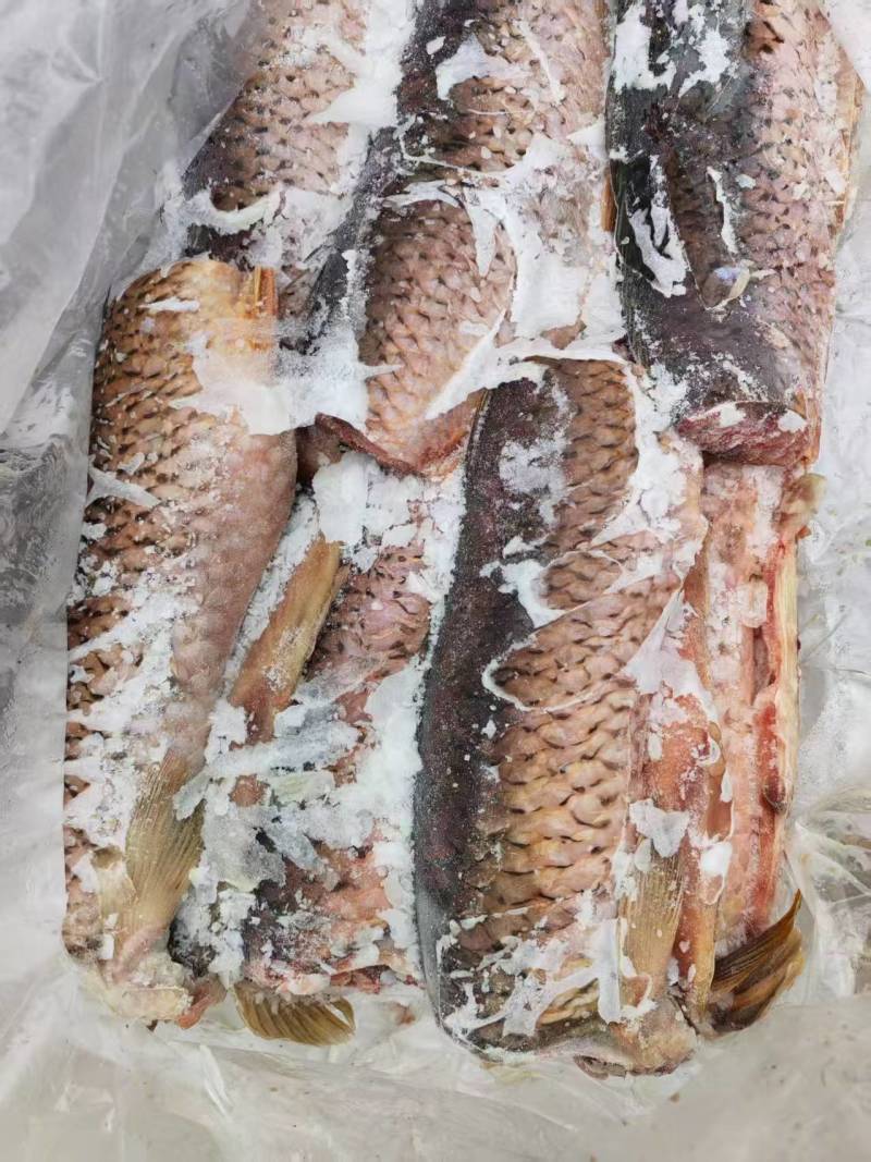 鲤鱼肉冻鲤鱼肉加工中