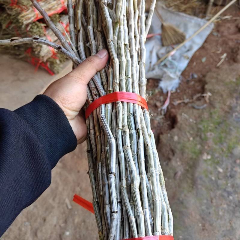 鲜采石斛生条