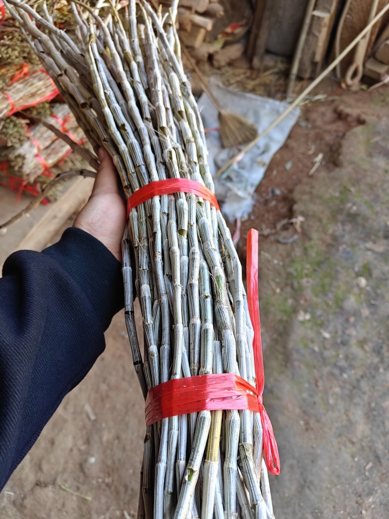 鲜采石斛生条