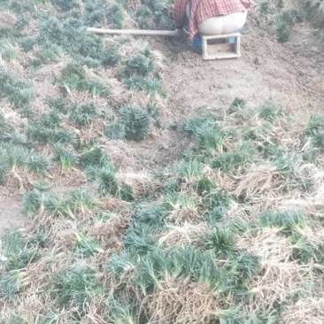 玉龙草基地直销