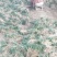 玉龙草基地直销