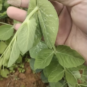 精品贵州一手货源豌豆尖露天种植保存期长全国发货量大价优