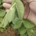 精品贵州一手货源豌豆尖露天种植保存期长全国发货量大价优