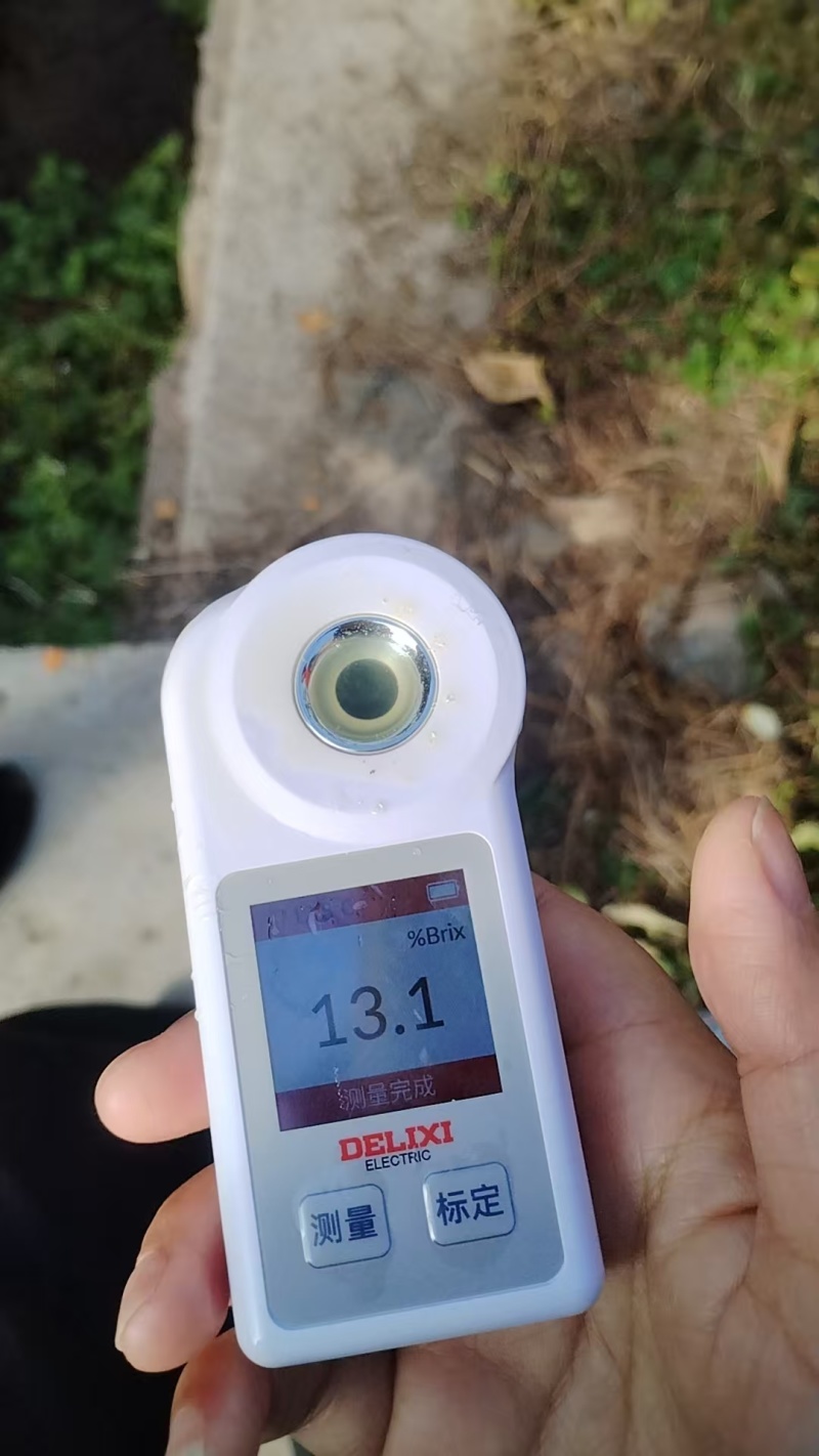 果园产地象山红美人蜜桔，现摘现发大量低价，现货供应