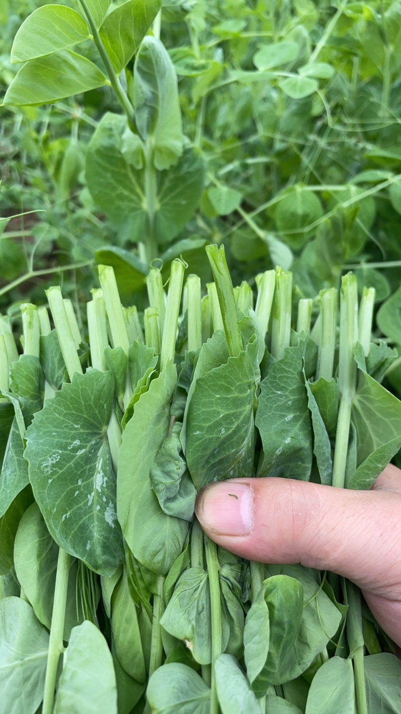 贵州高山豌豆尖