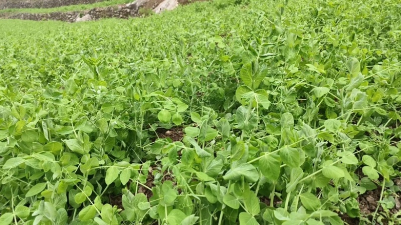 贵州高山豌豆尖