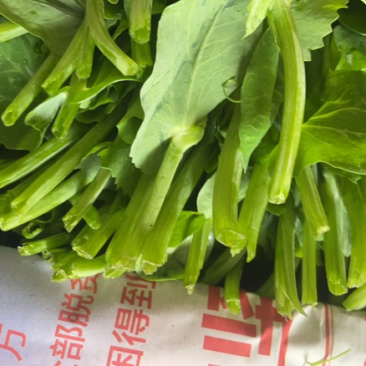 贵州高山豌豆尖