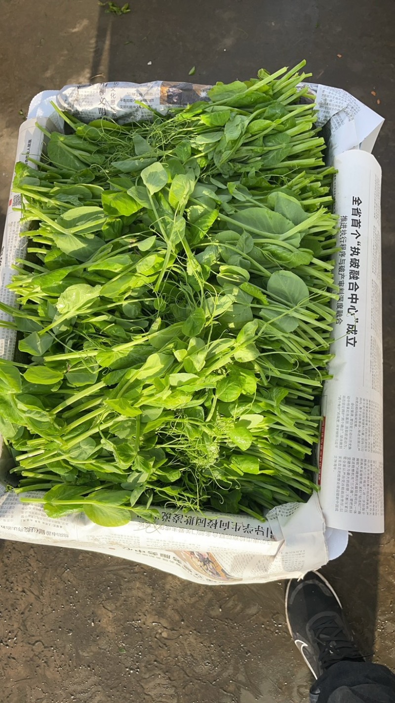 贵州高山豌豆尖