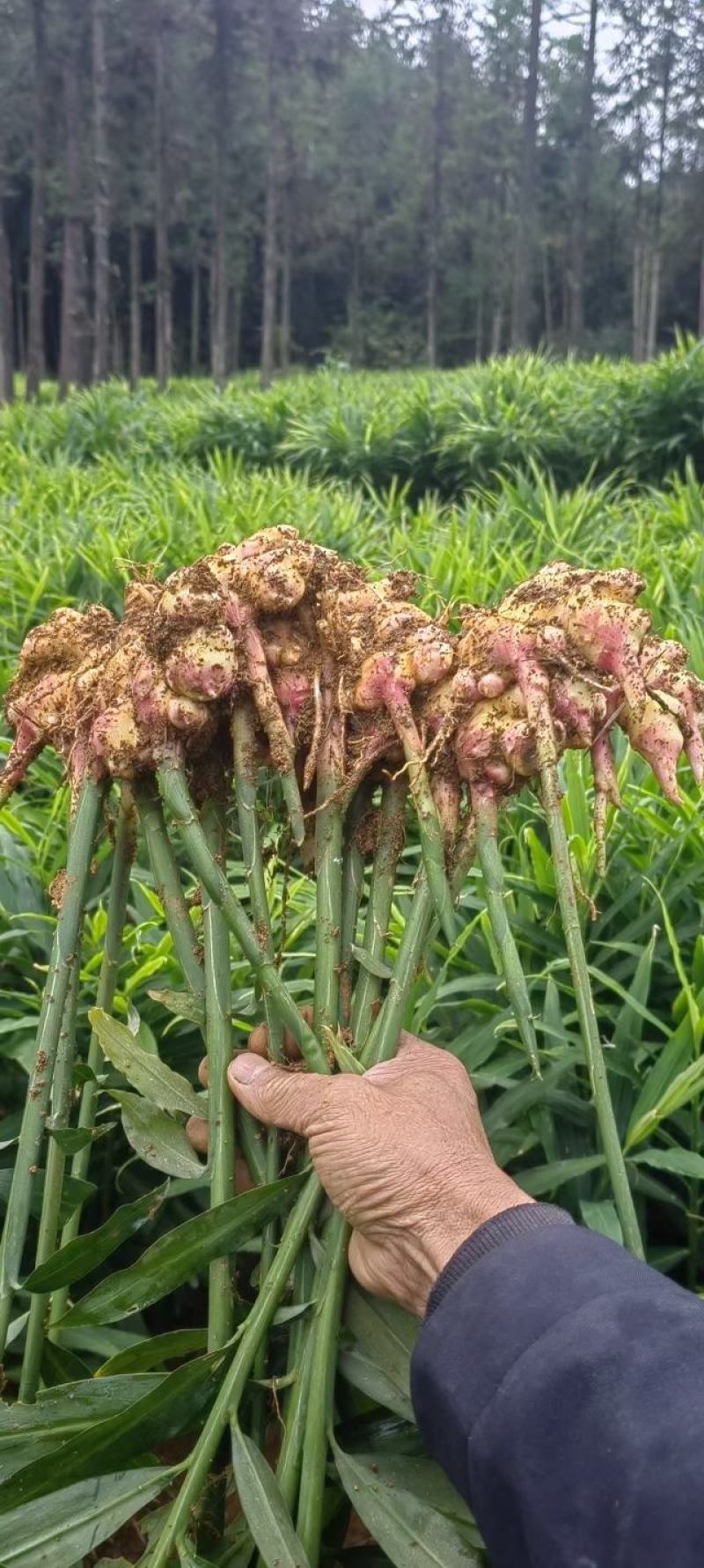 生姜零售批发