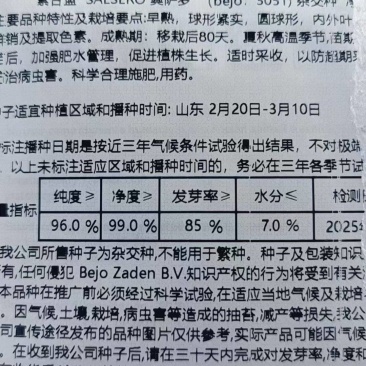 必久公司奥萨罗紫甘蓝种子