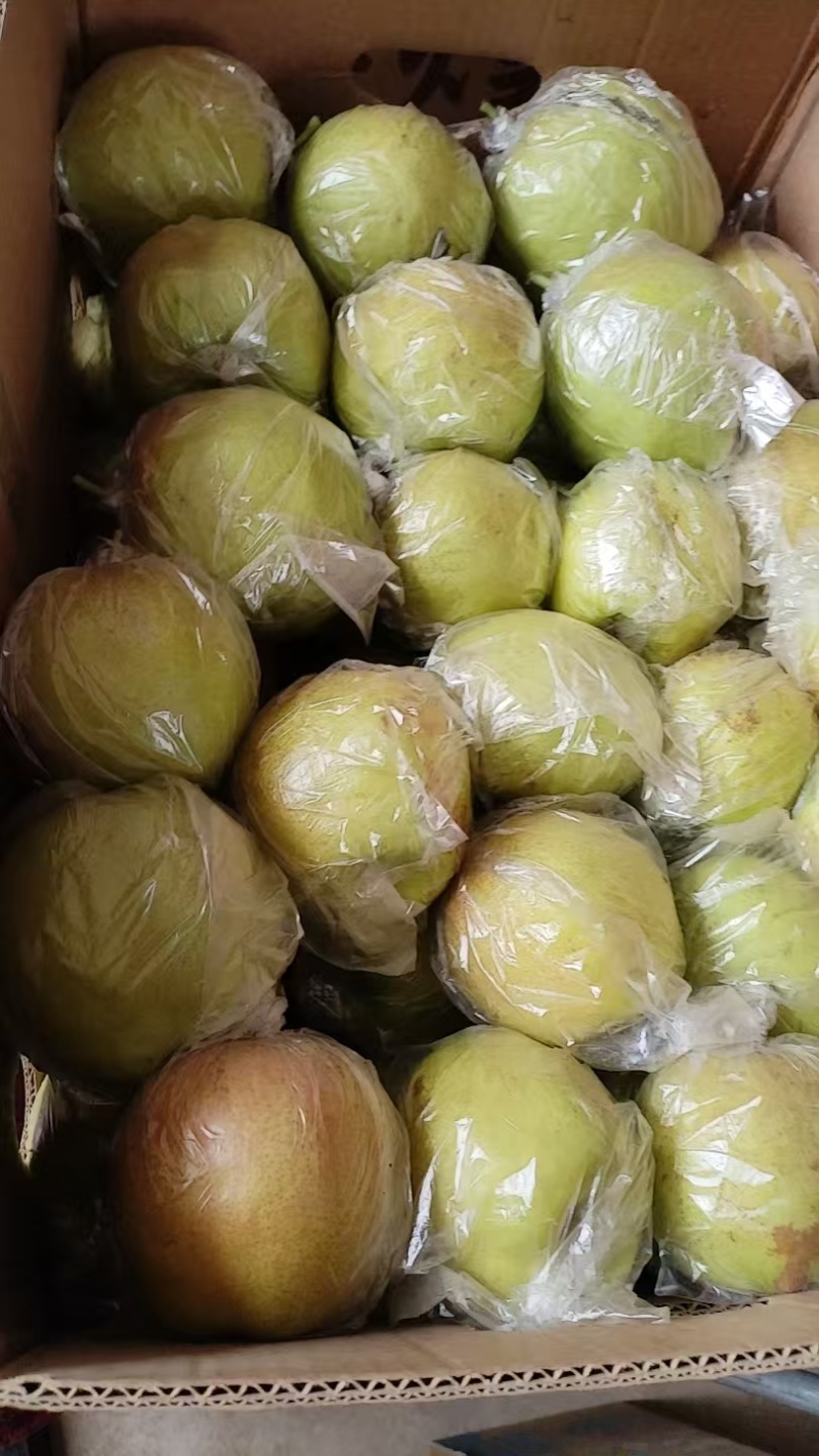 玉露香梨