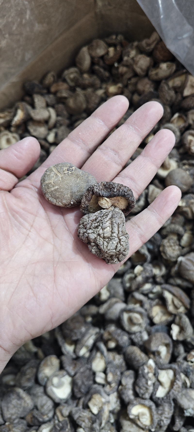 原货无增重高泡发东北白玉木耳干货大小均匀肉厚无根小碗耳