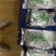 高山生态绿茶
