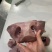 【熟牛头肉】河南对接全网/一件代发批发价