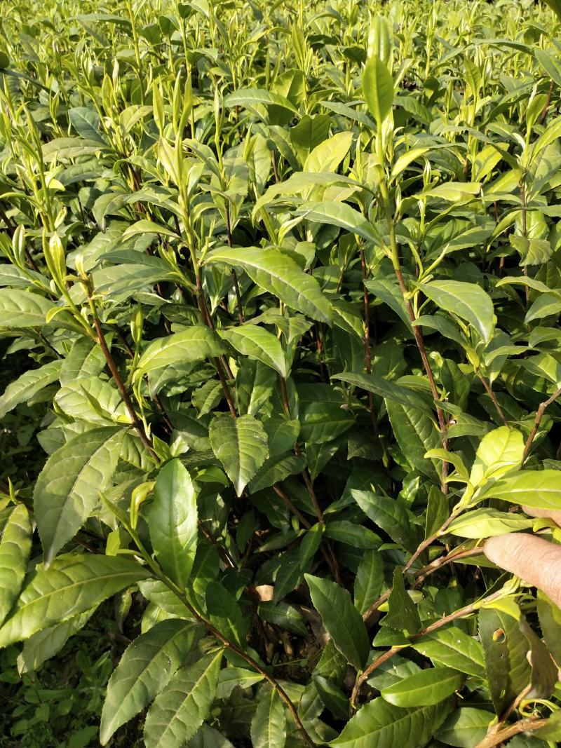 湖南湘西黄金茶叶苗保靖黄金茶1号苗八号苗基地直销